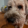Wachusett Pet Care gallery