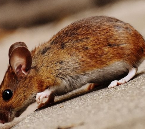 Finns Pest Control - Nethercote, NSW