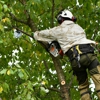Elite Tree Services gallery