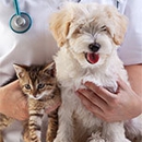 Doylestown Veterinary Hospital & Holistic Pet Care - Veterinary Clinics & Hospitals