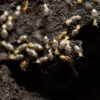 Aim Pest Solutions gallery