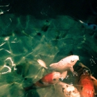 Mandarin