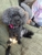 Doggy Wellness Esperance - Dog & Cat Clipping & Grooming