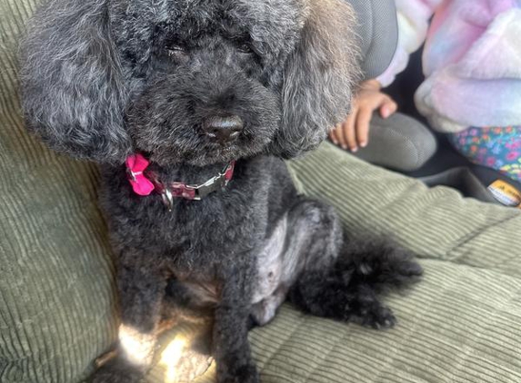 Doggy Wellness Esperance - Esperance, WA. Her excuse for a “professional groom”