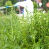 Bowco Labs Pest Control gallery