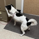 Dog Trainers Workshop and Boarding - Pet Services