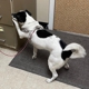 Dog Trainers Workshop and Boarding