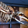 New Bedford Whaling Museum gallery