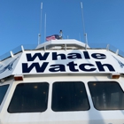 Cape May Whale Watcher