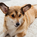 DC Carpet Care and Area Rug Cleaning - Carpet & Rug Cleaners
