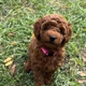 Royal Plush Mini Goldendoodles