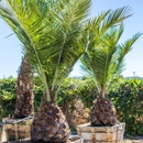 Moon Valley Nurseries - Nurseries-Plants & Trees