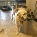 Pint Sized Pet Care - Pet Services