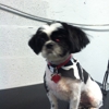 Puppy Love Pet Grooming gallery