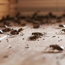 Pahrump Bee Removal - Pest Control Equipment & Supplies