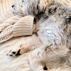 Dear Winnie Canine Social Club