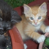 Harris County Humane Department gallery