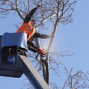 Fayetteville Tree Care Services - Tree Service