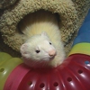 Angel Ferret Shelter Services gallery