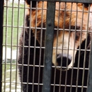 Fortress of the Bear - Zoos