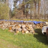 Ionia Firewood - Seasoned gallery