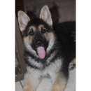 Browning Haus German Shepherds - Pet Boarding & Kennels