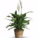 Orlando Florist - Party & Event Planners