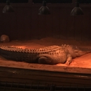Reptile Lagoon