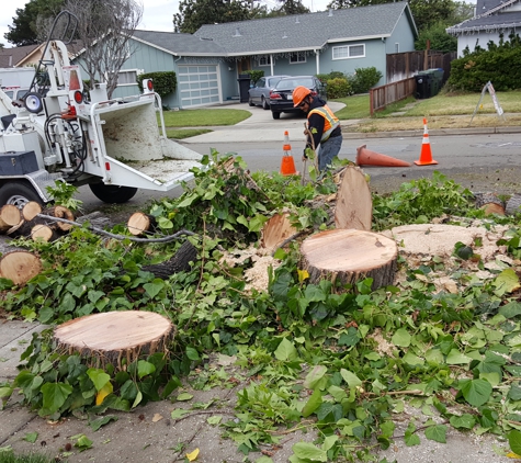 S&J Landscaping Tree Division - San Jose, CA