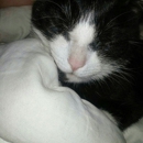 Animal Medical Center of Jupiter - Veterinary Clinics & Hospitals