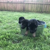 BaƱales german shepherds Tampa bay. gallery