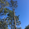 Martinez Tree Service gallery