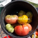 Angel Field Heirloom Tomatoes - Fruit & Vegetable Growers & Shippers