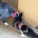 Ruff Cuts Pet Salon