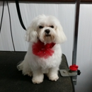 Chrissy's Cuts- Dog Grooming - Pet Grooming