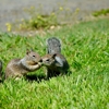 George Termite & Pest Control gallery