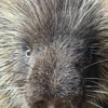Alaska Wildlife Conservation Center gallery