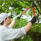 Harry Hannah Tree Service