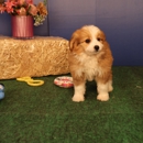 Doodles For You Inc - Pet Boarding & Kennels