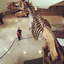 Uc Museum of Paleontology - Museums