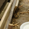 Elko Pest Control gallery