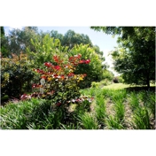 Gallery Image Number 8