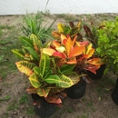 Aventura Nursery & Landscape Inc