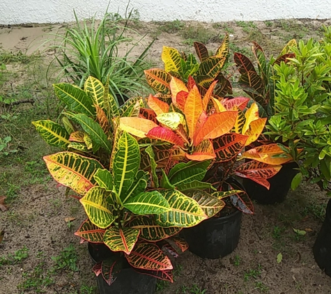 Aventura Nursery & Landscape Inc - Spring Hill, FL. Colorful Crotons