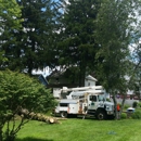 O'Donnell's Full Tree Sevice & More - Landscaping & Lawn Services