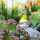 Flores Artscape - Stamped & Decorative Concrete