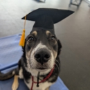 Dog Training Elite Greater Cleveland - Pet Training