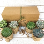 Succulent Gift Shop