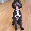 Playful Paws - Pet Services