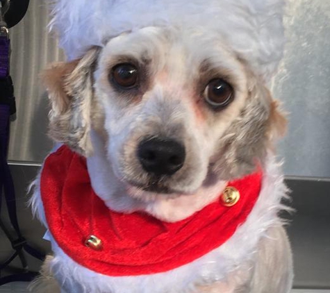 Superb Dog Grooming - Wheelers Hill, VIC. After looking gorgeous